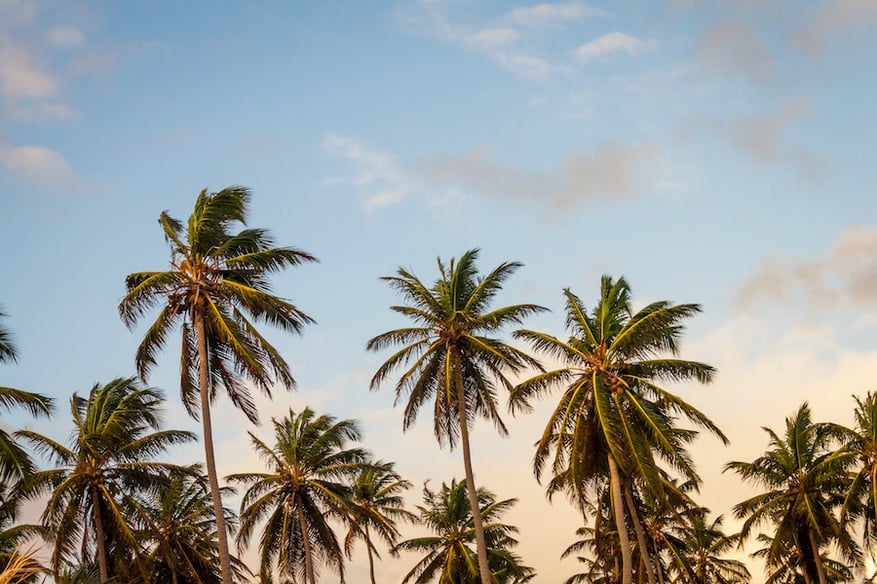 palm trees blue sky coulds