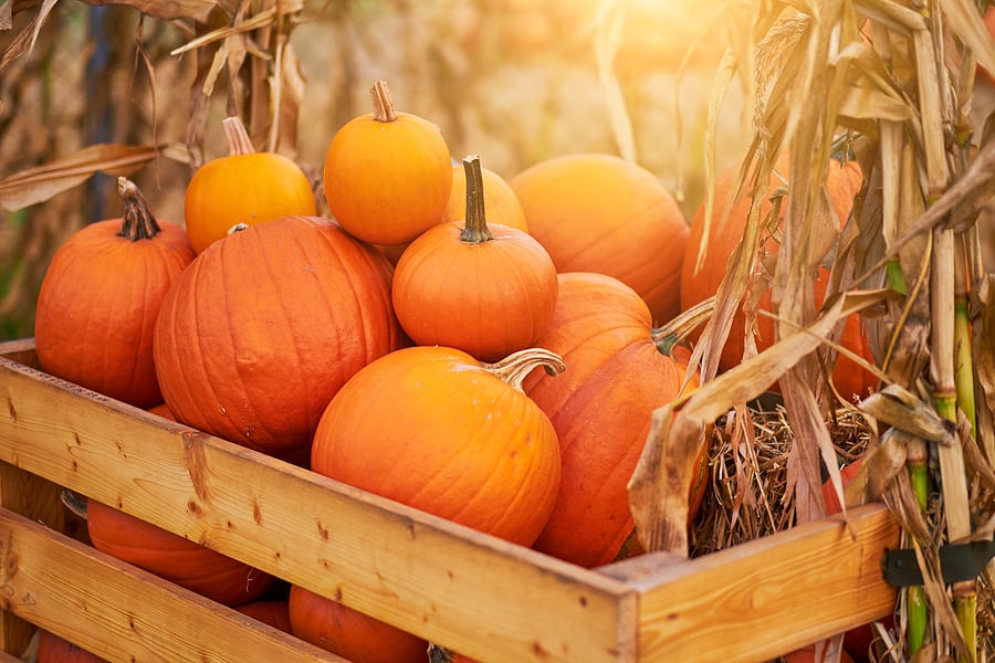 bigstock-Orange-halloween-pumpkins-on-s-386968201 (1)