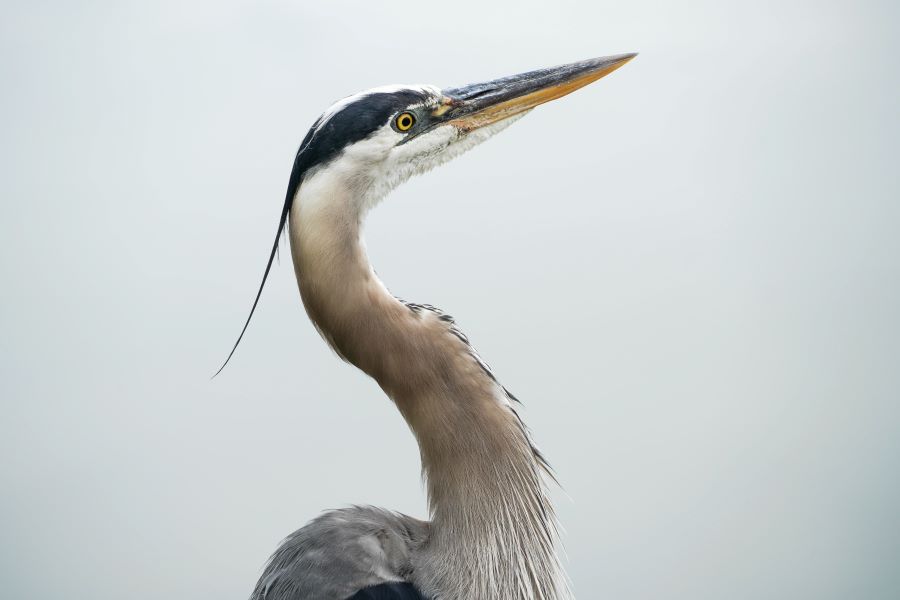 sarasota wildlife blue heron